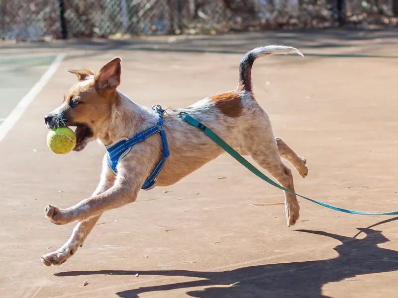 How Much Do Fake Dog Balls Cost